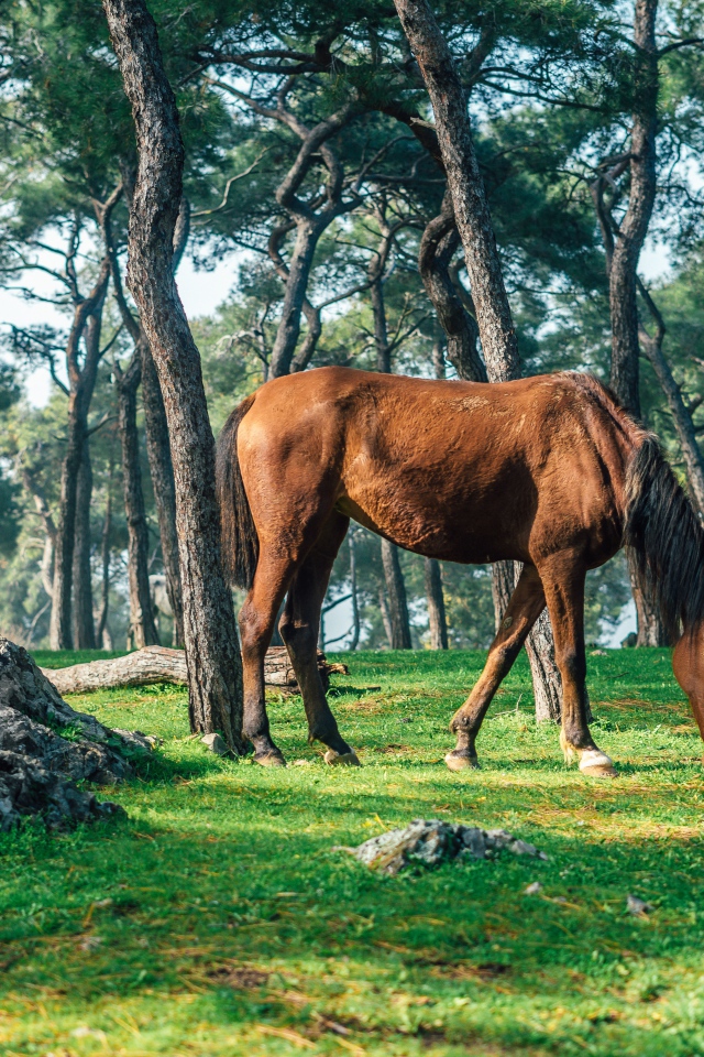 Коричневая лошадь пасется на зеленой траве в лесу