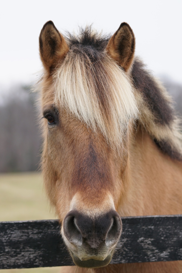 Коричневая лошадь с челкой на ферме 