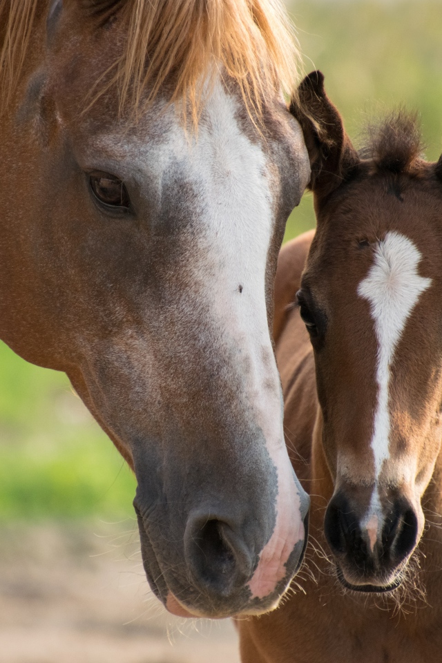 Коричневая лошадь с жеребенком 