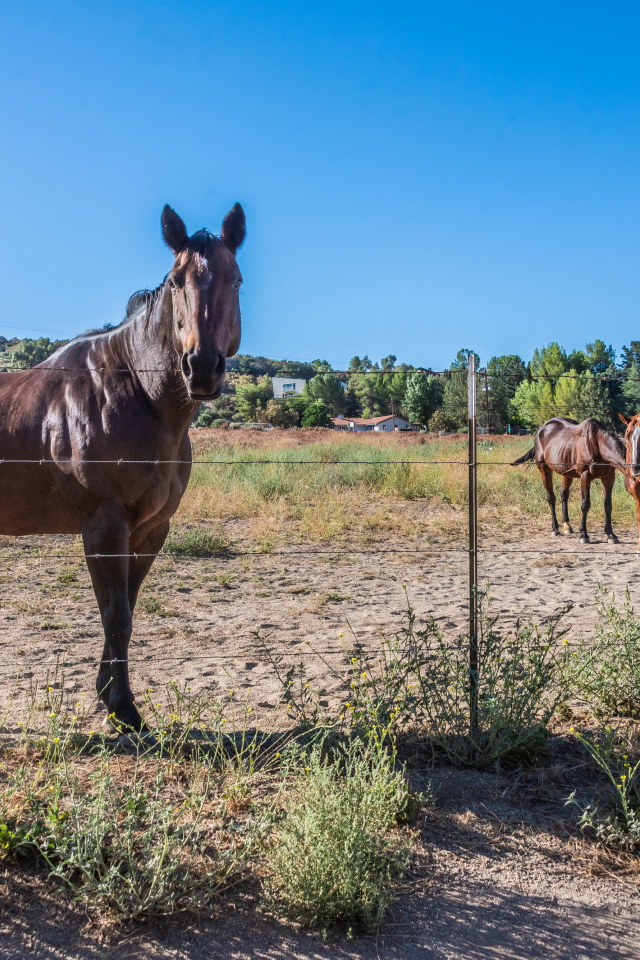 Коричневые лошади пасутся на ферме 