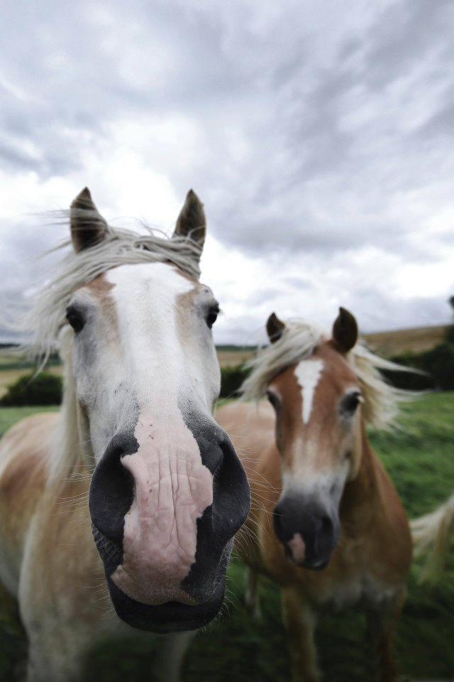 Четыре лошади позируют для фото 