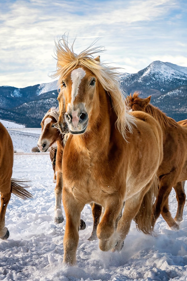 Стадо коричневых лошадей скачут по снегу в горах 