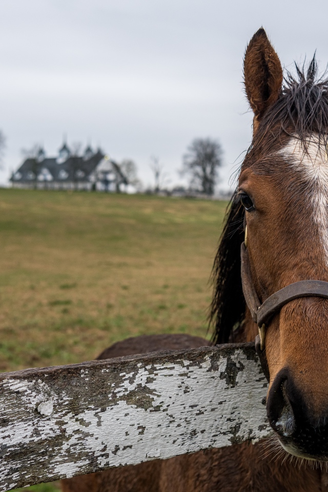 Лошадь на пастбище у забора