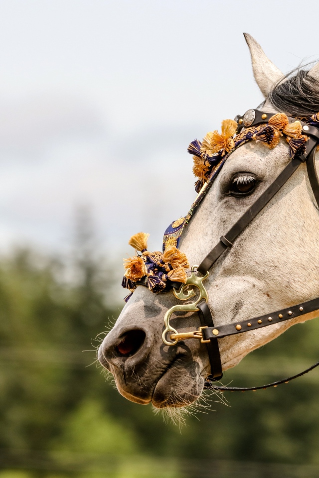 Лошадь с украшениями на лице 