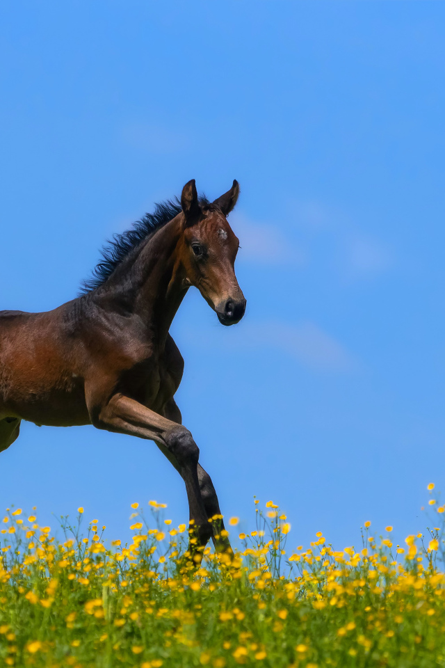 Маленький коричневый жеребенок бежит по желтым цветам на фоне голубого неба