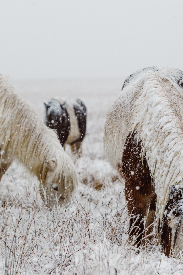 Покрытые снегом лошади с пасутся на зимнем поле