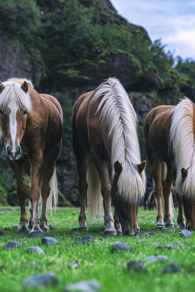 Три лошади пасутся на зеленой траве 
