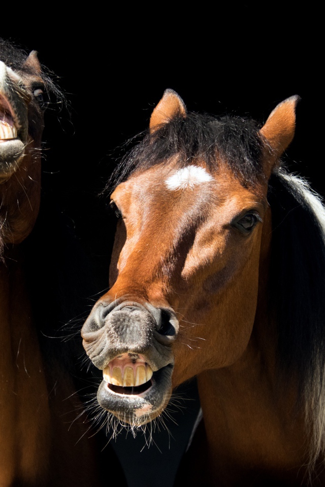 Две ржущие лошади на черном фоне