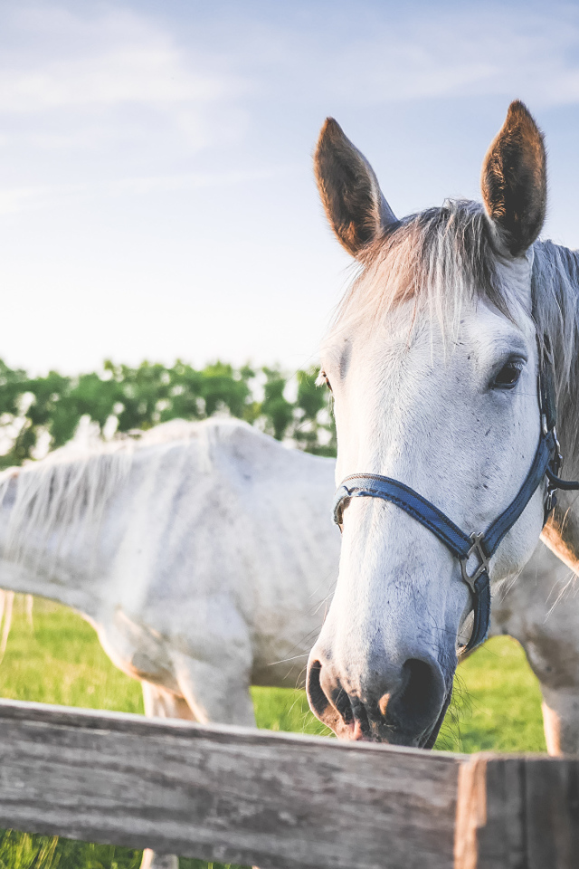 Две белые лошади в лучах солнца на ферме 