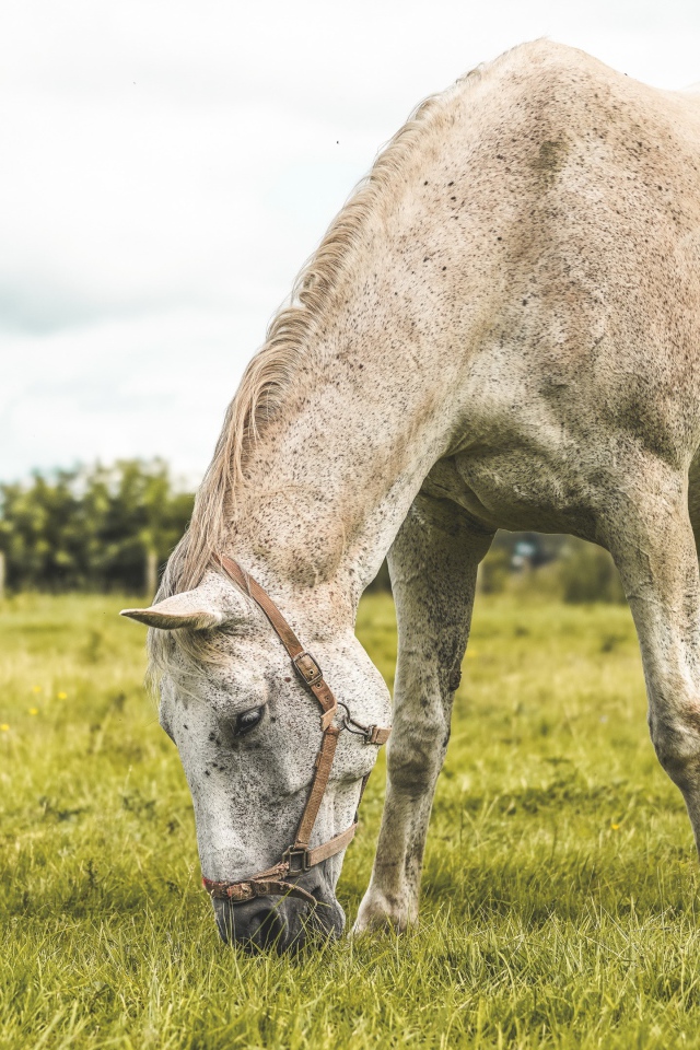 Белая лошадь пасется на зеленой поляне