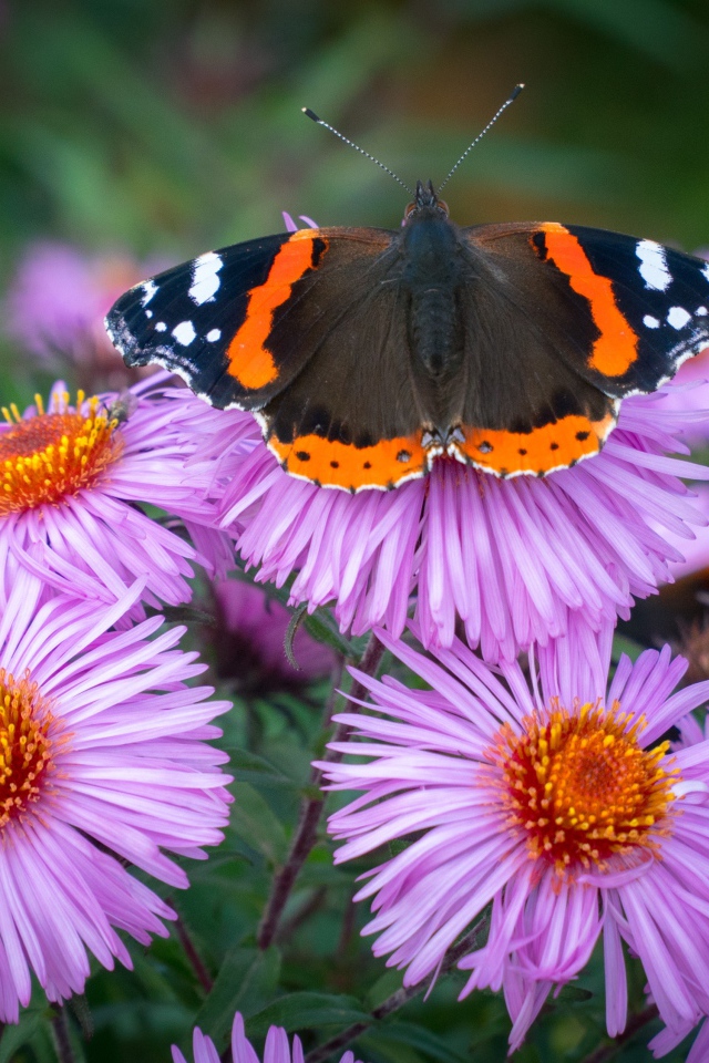 Бочка сидит на розовом цветке астры 