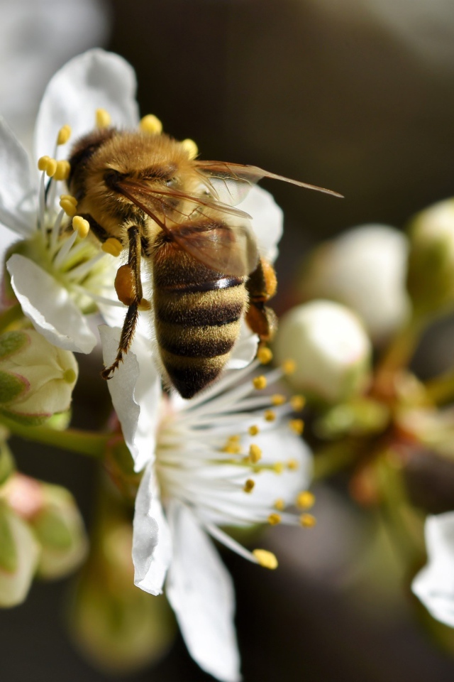 Пчела собирает нектар на белом цветке  вишни