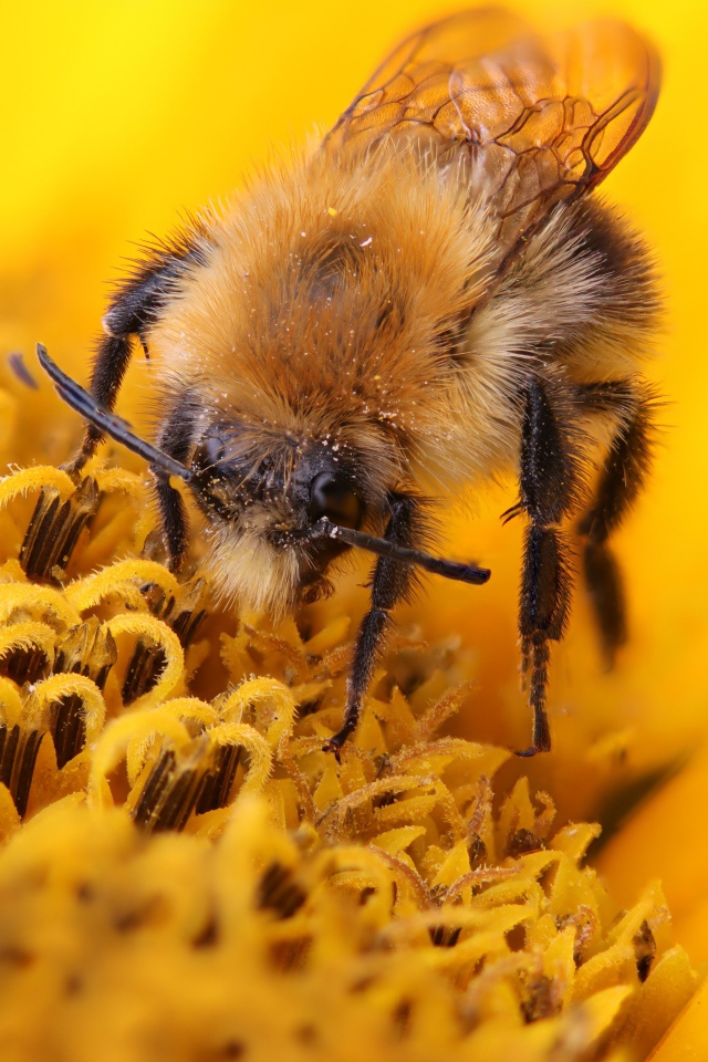 Пчела собирает сладкий нектар на цветке подсолнуха