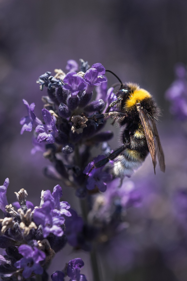 Пчела сидит на фиолетовом цветке лаванды 