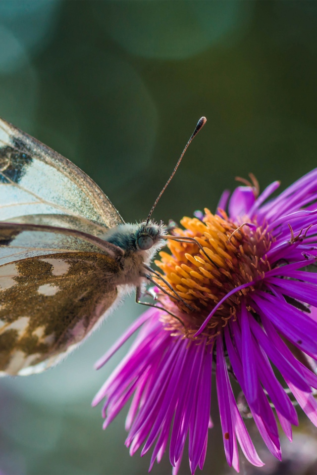 Бабочка сидит на розовом цветке 