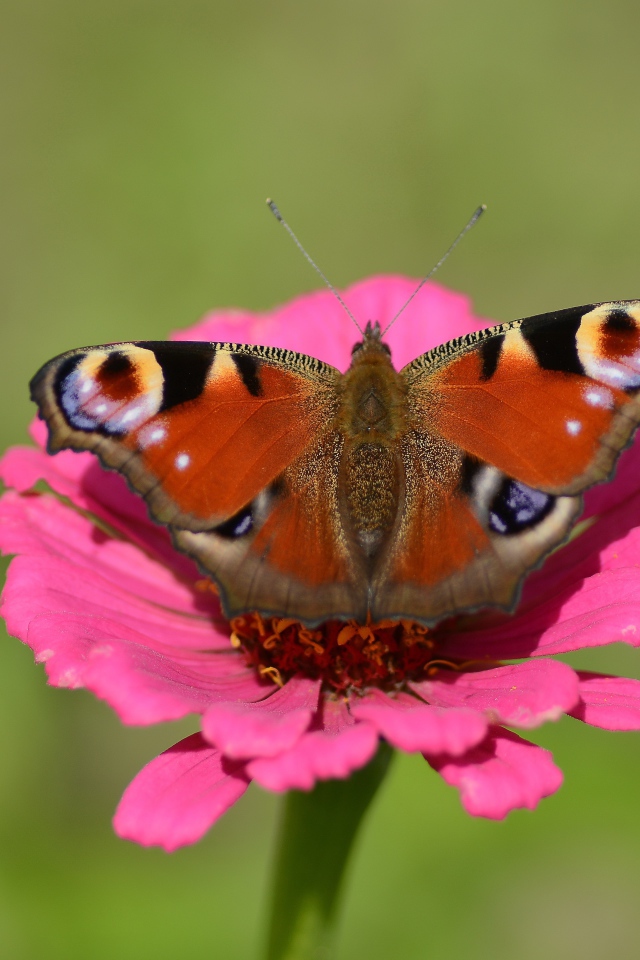 Бабочка сидит на розовом цветке циннии 