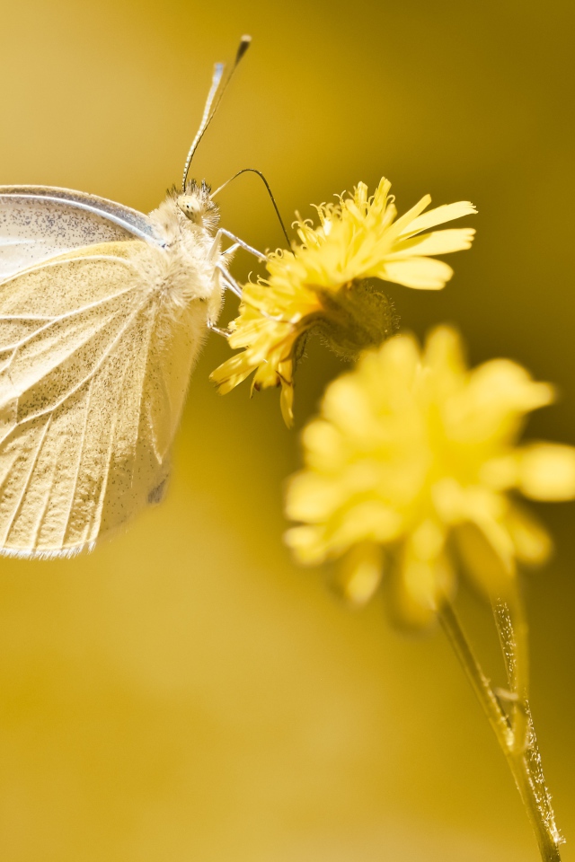 Бабочка сидит на желтом цветке 