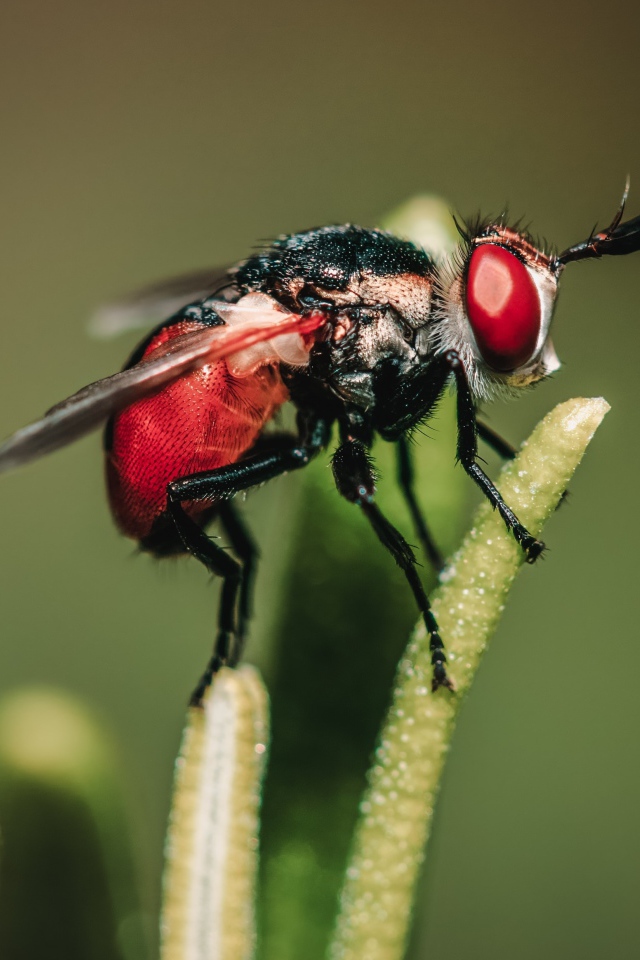 Муха сидит на зеленом растении 