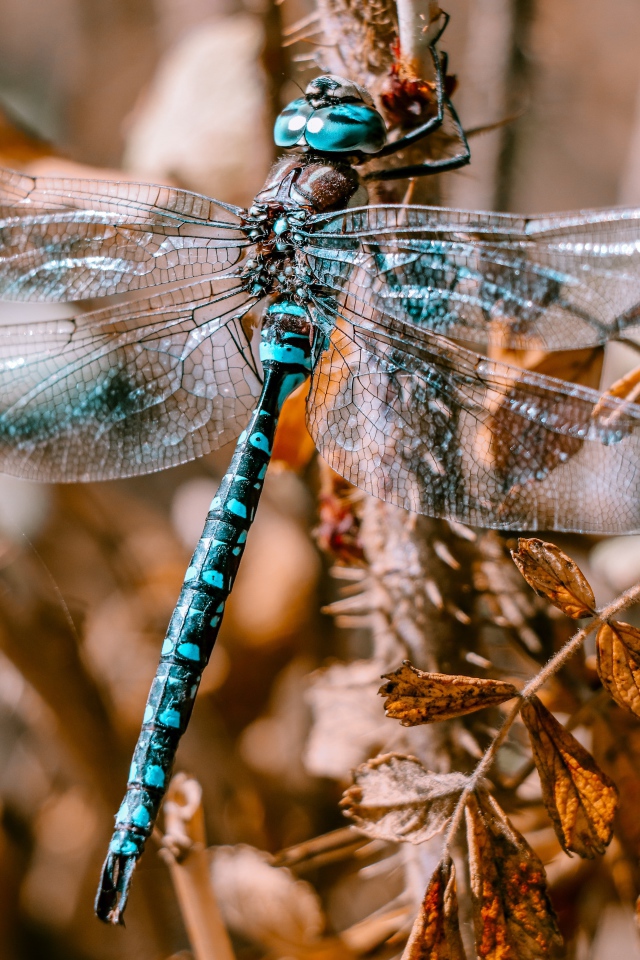 Большая голубая стрекоза сидит на ветке 