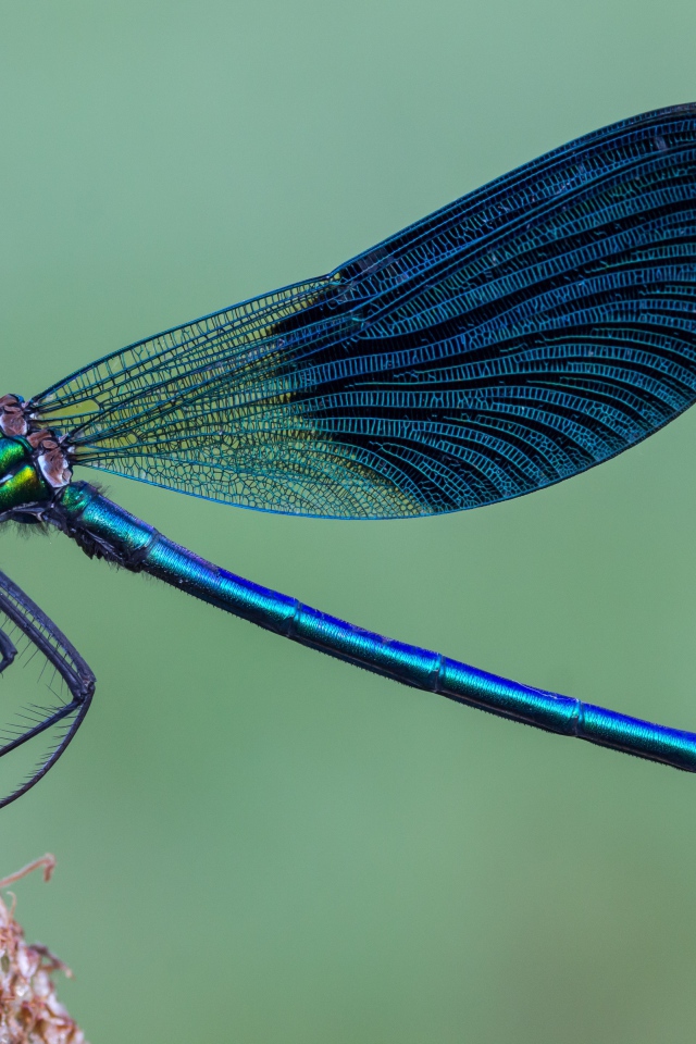 Большая синяя стрекоза сидит на колоске 