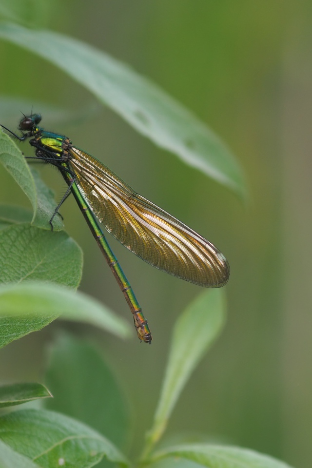 Большая стрекоза сидит на зеленом листе 