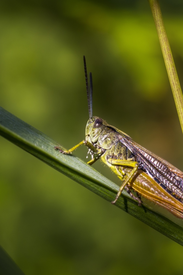 Большой кузнечик сидит на зеленой траве 