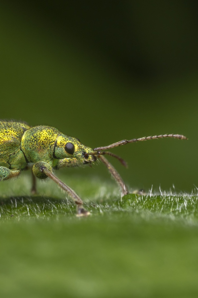 Большой зеленый жук сидит на зеленом листке 