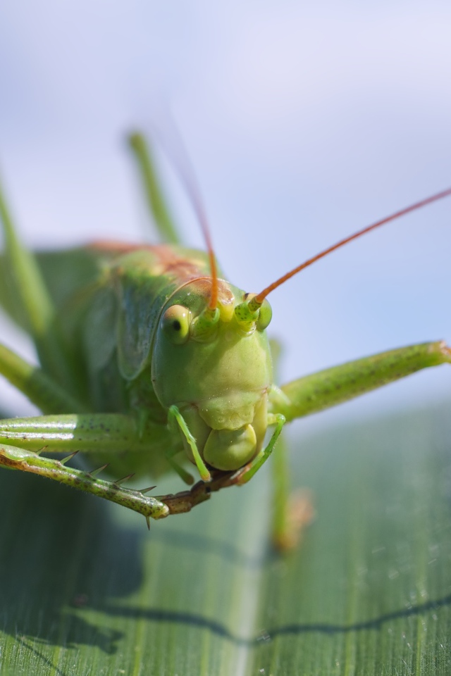 Большой зеленый кузнечик сидит на листе крупным планом