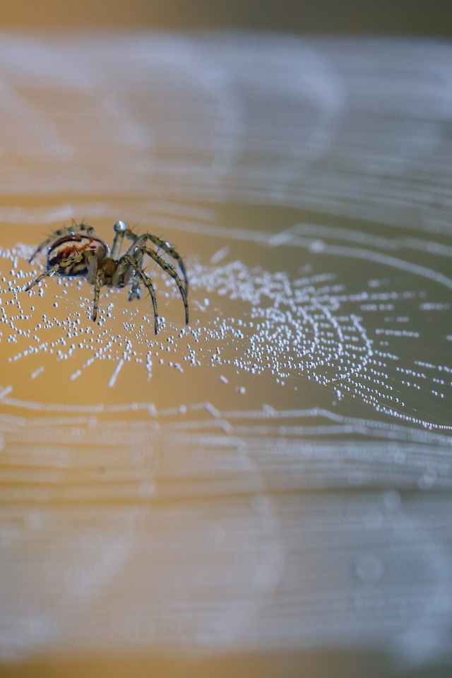 Большой паук сидит на паутине в каплях росы 