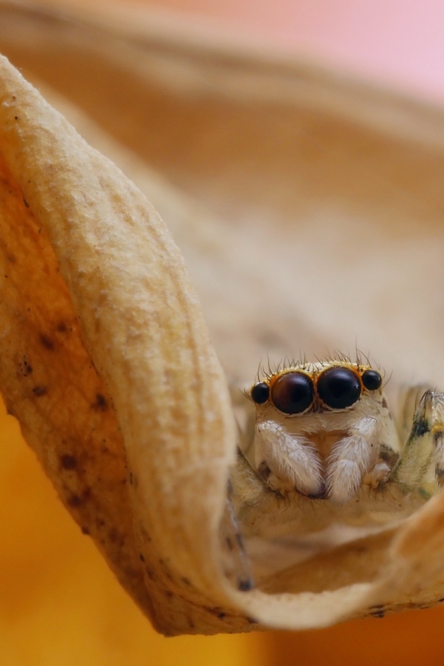Паук с большими глазами сидит на листке 