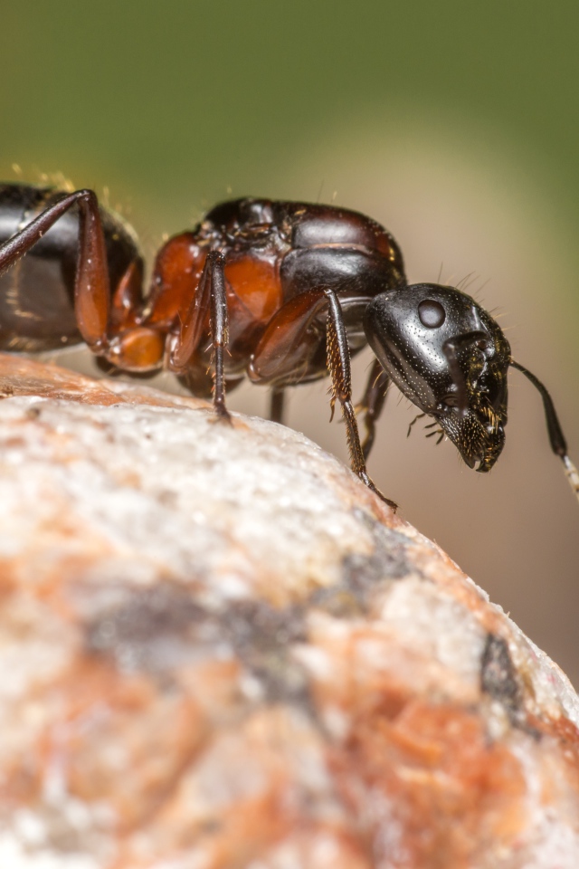 Муравей на камне крупным планом
