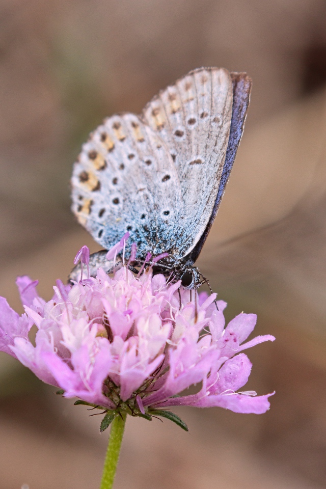 Красивая голубая бабочка на розовом цветке