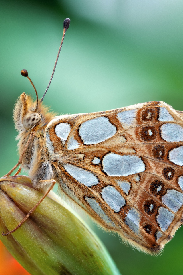 Красивая коричневая бабочка сидит на бутоне цветка 