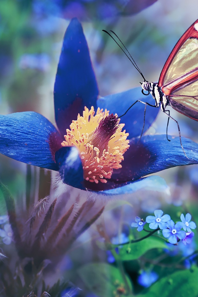 Красивая бабочка сидит на синем цветке прострела 