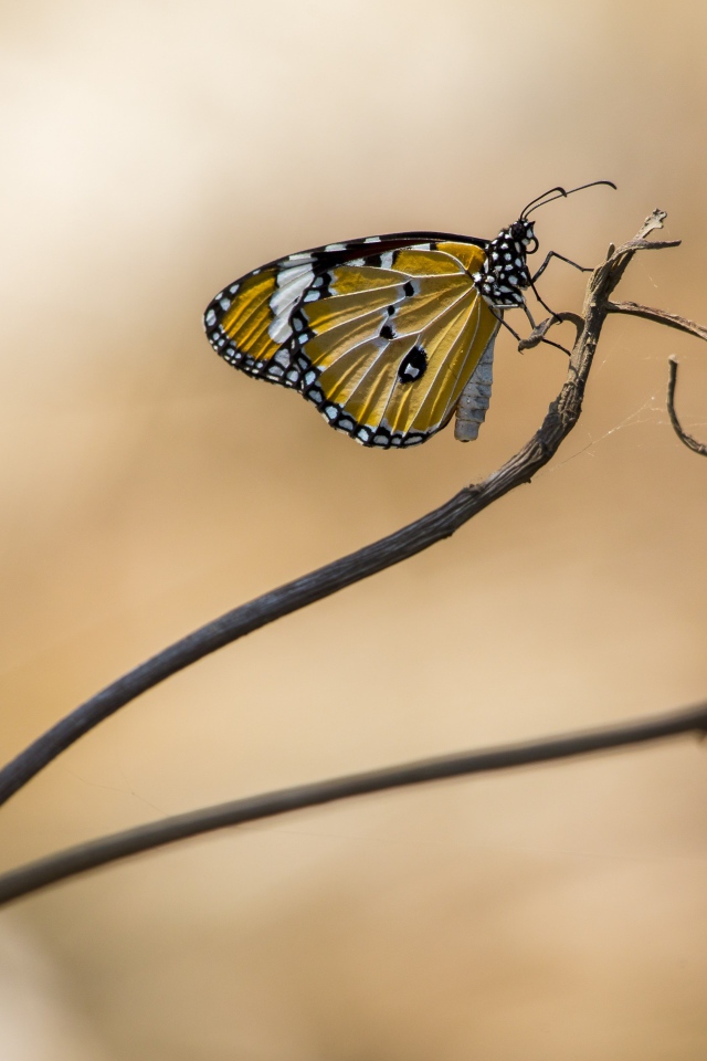 Красивая бабочка сидит на ветке дерева