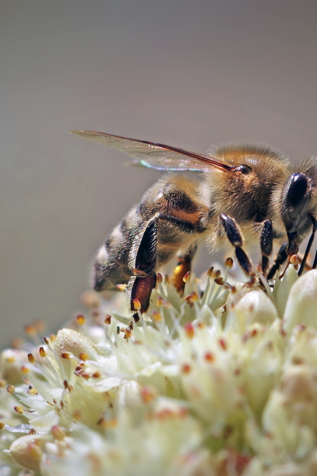 Пчела собирает нектар на цветке на сером фоне