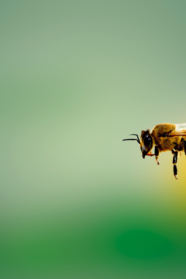 Пчела в летит на зеленом фоне 