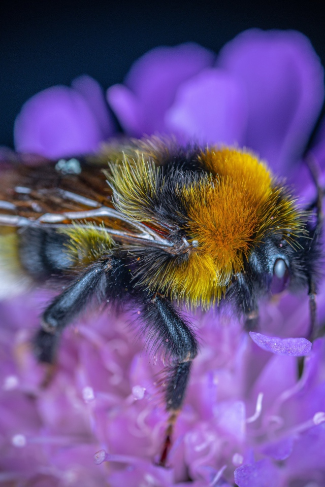 Пчела сидит на фиолетовом цветке 