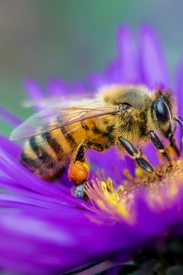 Пчела сидит на цветке астры крупным планом