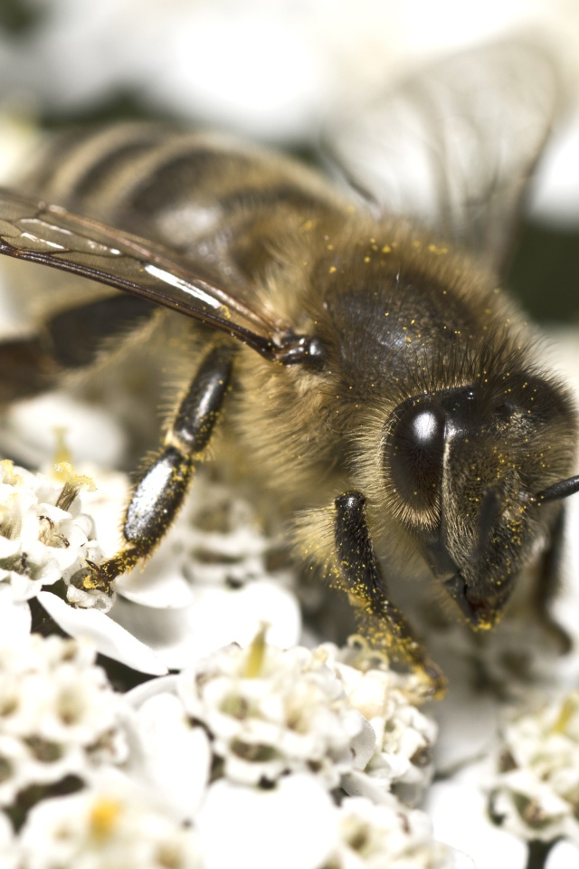 Большая пчела собирает нектар на белом цветке 