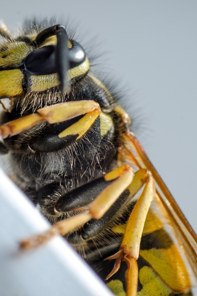 Большая пчела на сером фоне крупным планом