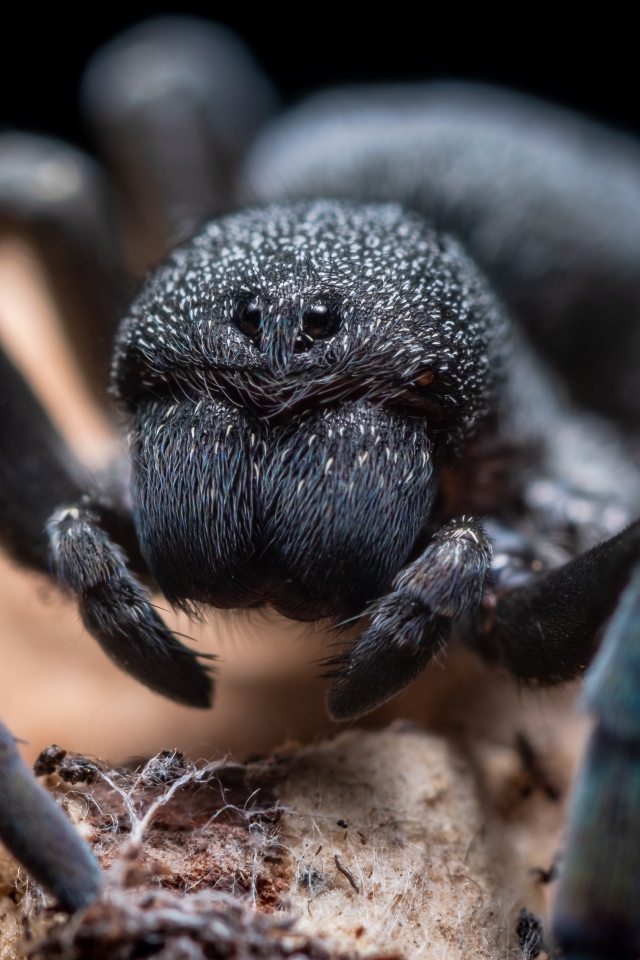 Большой черный опасный тарантул