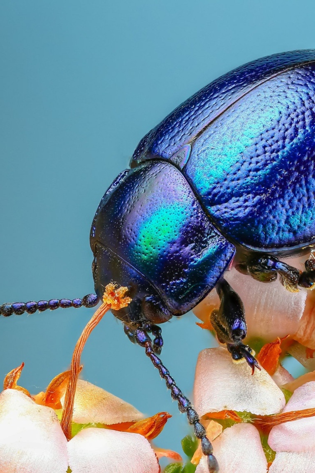 Большой синий жук на цветке 