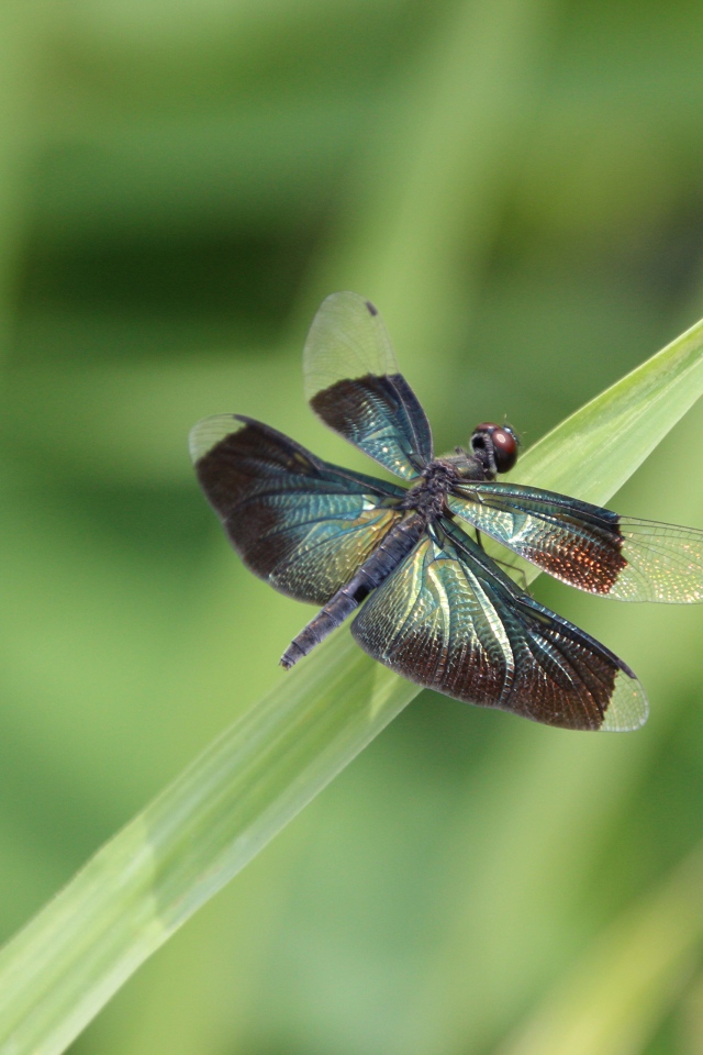 Большая голубая стрекоза сидит на зеленой траве