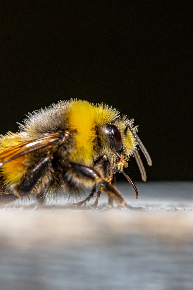 Большой шмель на черном фоне крупным планом