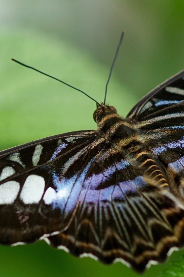 Большая бабочка сидит на зеленом листе 