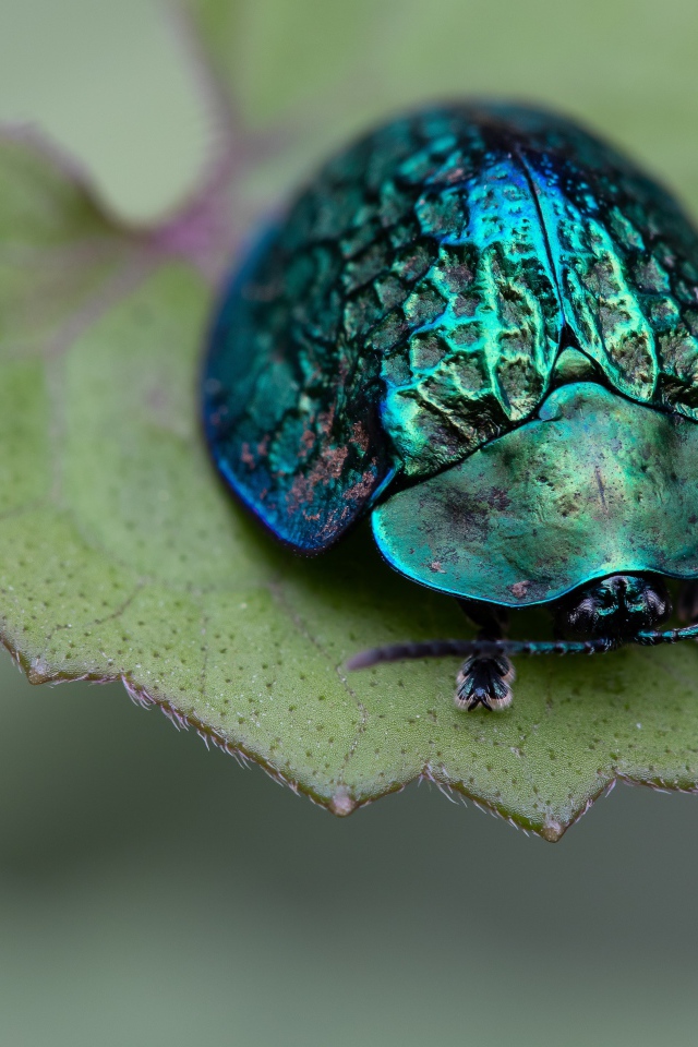 Большой зеленый жук сидит на листе