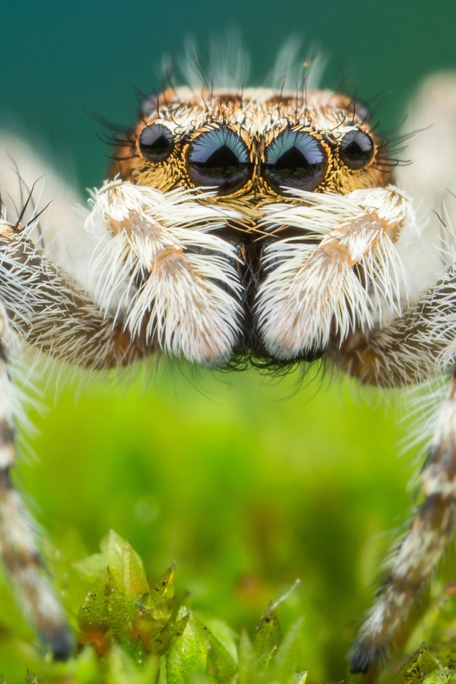 Большой паук крупным планом
