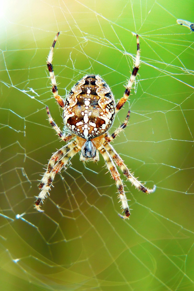Большой паук висит на паутине