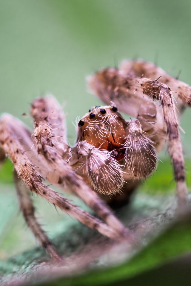 Большой паук на зеленом листке 